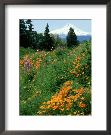Poppies On Hillside With Mount Hood Near Hood River, Oregon by Adam Jones Pricing Limited Edition Print image