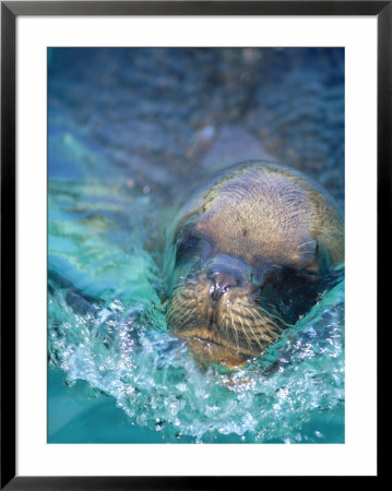 Sea Lion, Netherlands Antilles by Robin Hill Pricing Limited Edition Print image