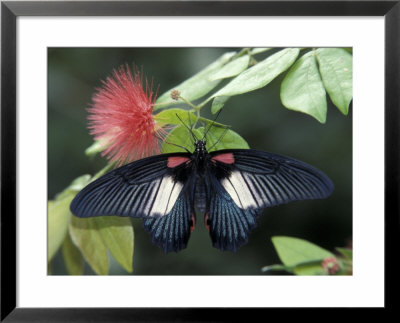 Great Mormon Butterfly by Adam Jones Pricing Limited Edition Print image