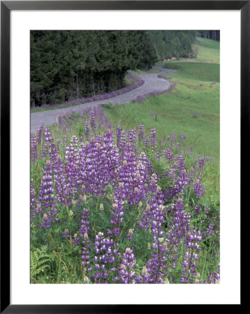 Winding Road Lined With Lupine Flowers, California, Usa by Adam Jones Pricing Limited Edition Print image