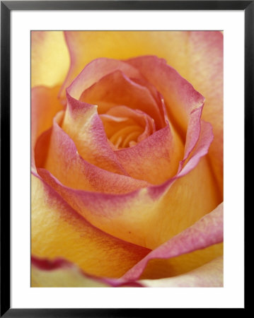 Close-Up Of Yellow And Orange Rose by Adam Jones Pricing Limited Edition Print image