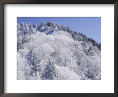 Snow Covered Trees On Mountain Top, Great Smoky Mountains National Park, Tennessee, Usa by Adam Jones Pricing Limited Edition Print image