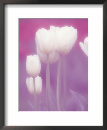 Soft Focus View Of Tulips, Cincinatti, Ohio, Usa by Adam Jones Pricing Limited Edition Print image