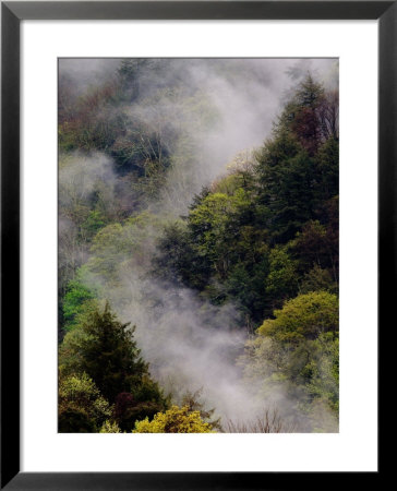 Mist Rising After Spring Rain In The Great Smoky Mountains National Park, Tennessee, Usa by Adam Jones Pricing Limited Edition Print image