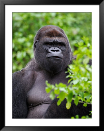 Silverback Lowland Gorilla by Adam Jones Pricing Limited Edition Print image
