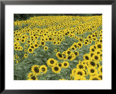 Field Of Sunflowers, Frankfort, Kentucky by Adam Jones Pricing Limited Edition Print image