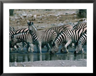 Zebras (Equus Zebra) Drinking In River, Etosha National Park, Namibia by Dennis Jones Pricing Limited Edition Print image