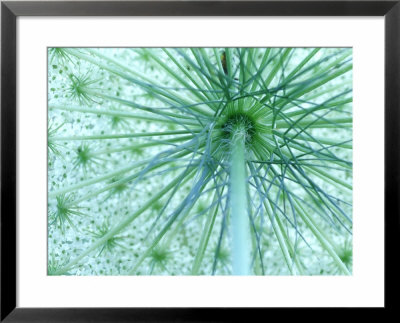 Queen-Annes Lace, Daucus Carota Viewed From Below, Michigan by Adam Jones Pricing Limited Edition Print image