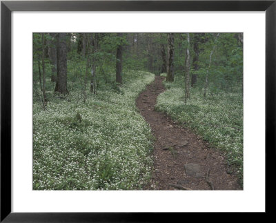 Footpath Through White Fringed Phacelia, Great Smoky Mountains National Park, Tennessee, Usa by Adam Jones Pricing Limited Edition Print image