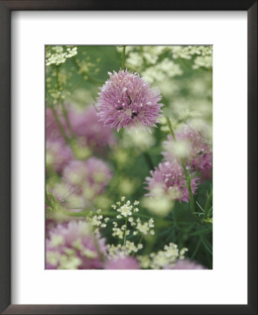 Chives And Carraway, Louisville, Kentucky, Usa by Adam Jones Pricing Limited Edition Print image