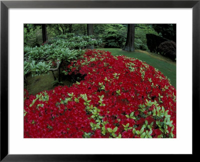 Japanese Garden, Azaleas, Portland, Oregon, Usa by Adam Jones Pricing Limited Edition Print image
