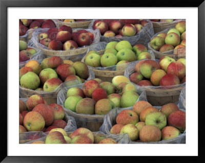 Macintosh Apples In Baskets, New York State, Usa by Adam Jones Pricing Limited Edition Print image
