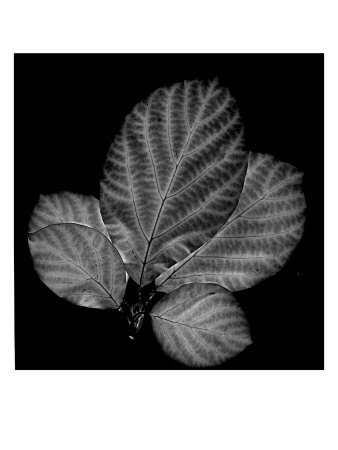 Bugleaf I by Miguel Paredes Pricing Limited Edition Print image