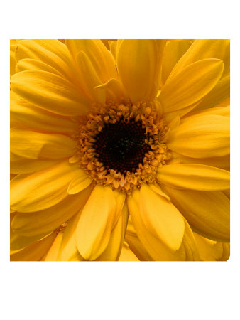 Flower Pic Ii by Miguel Paredes Pricing Limited Edition Print image