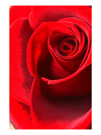 Silk Rose Iii by Miguel Paredes Pricing Limited Edition Print image
