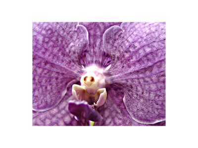 Orchid Close Up I by Miguel Paredes Pricing Limited Edition Print image