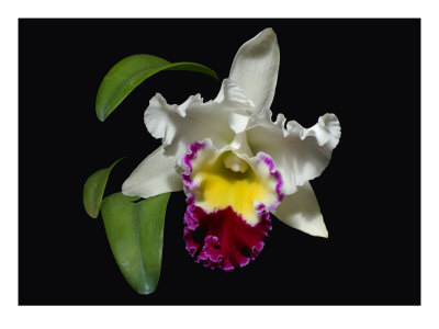 Orchid Studio I by Miguel Paredes Pricing Limited Edition Print image