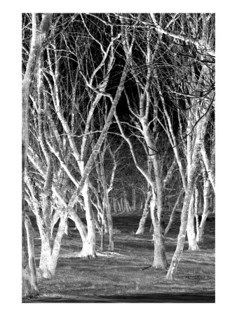 Dry Trees Iii by Miguel Paredes Pricing Limited Edition Print image