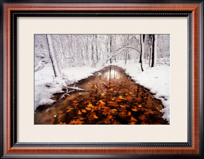 Autumn Passage by Jim Brandenburg Pricing Limited Edition Print image