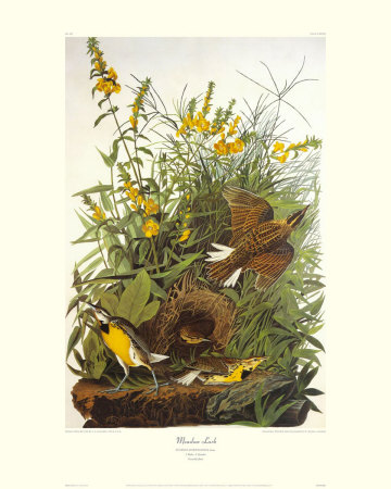 Meadow Lark by John James Audubon Pricing Limited Edition Print image