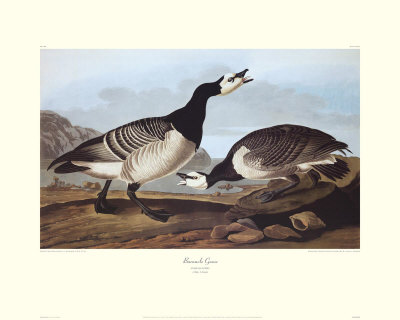 Barnacle Goose by John James Audubon Pricing Limited Edition Print image