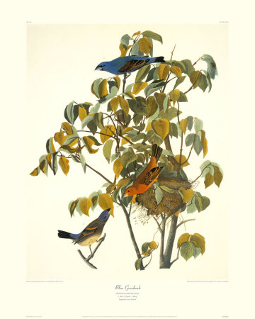 Blue Grosbeak by John James Audubon Pricing Limited Edition Print image