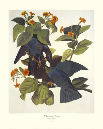 White-Crowned Pigeon by John James Audubon Pricing Limited Edition Print image