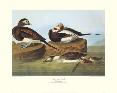 Long-Tailed Duck by John James Audubon Pricing Limited Edition Print image