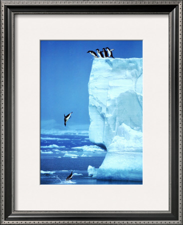 Penguins Diving Off An Iceberg by Steve Bloom Pricing Limited Edition Print image