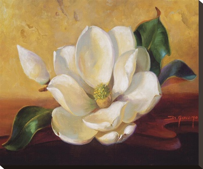 Magnolia Glow Ii by Fran Di Giacomo Pricing Limited Edition Print image