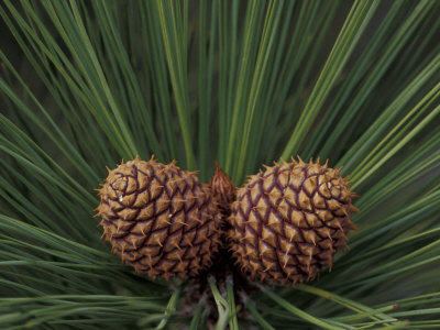 Pair Of Pine Cones In Nevada State Park, Lake Tahoe, Usa by Adam Jones Pricing Limited Edition Print image