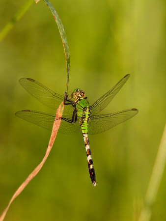 Green Clearwing Dragonfly by Adam Jones Pricing Limited Edition Print image