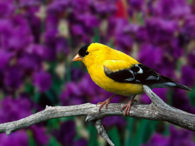 American Goldfinch In Summer Plumage by Adam Jones Pricing Limited Edition Print image