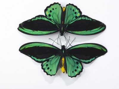 The Streamlined Wings Of Birdwing Butterflies by Robert Clark Pricing Limited Edition Print image