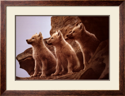 Wolf Pups by Jim Brandenburg Pricing Limited Edition Print image