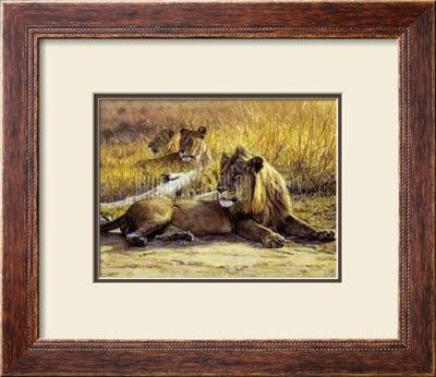 Zambia Lion by John Banovich Pricing Limited Edition Print image