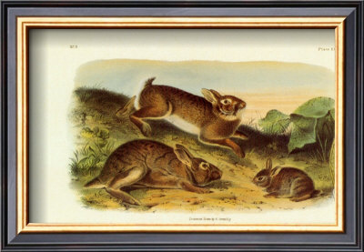 Grey Rabbit by John James Audubon Pricing Limited Edition Print image