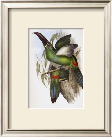 Chestnut-Billed Groove-Bill Toucan by John Gould Pricing Limited Edition Print image