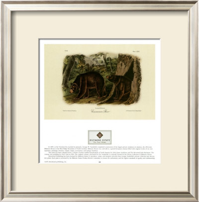 Cinnamon Bear by John James Audubon Pricing Limited Edition Print image