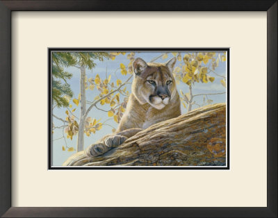Front Range Cougar by Kalon Baughan Pricing Limited Edition Print image