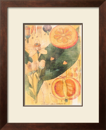 Citrus Aurantium by Thea Schrack Pricing Limited Edition Print image