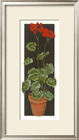 Geranium Ii by Judy Phipps Pricing Limited Edition Print image
