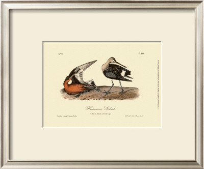Hudsonian Godwit by John James Audubon Pricing Limited Edition Print image