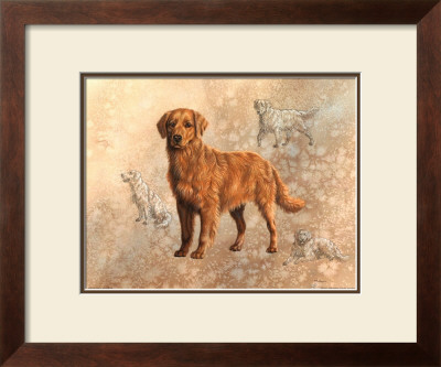 Golden Retreiver With Sketches by Judy Gibson Pricing Limited Edition Print image