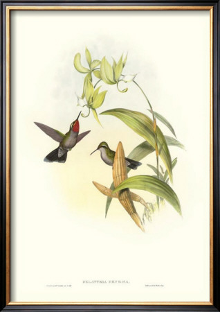 Hummingbird Iv by John Gould Pricing Limited Edition Print image