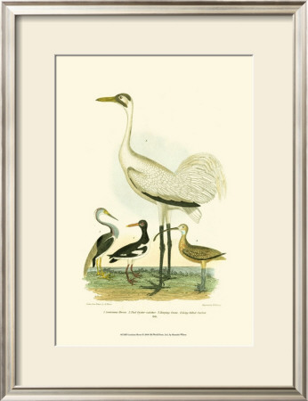 Louisiana Heron by Alexander Wilson Pricing Limited Edition Print image
