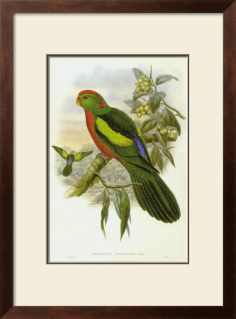 Gould Parrots Ii by John Gould Pricing Limited Edition Print image