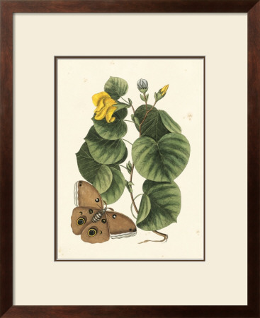 Butterfly And Botanical I by Mark Catesby Pricing Limited Edition Print image