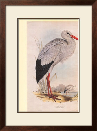 White Stork by John Gould Pricing Limited Edition Print image