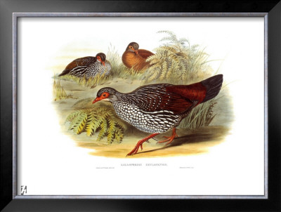 Galloperdix Zeylonensis by John Gould Pricing Limited Edition Print image